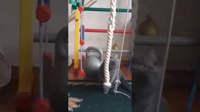 Кот спортсмен. смотреть онлайн