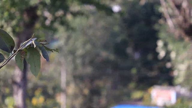 CANON 200D MARK II WITH CANON 55-250 MM LENS ??? VIDEO TEST|PHOTO TEST|IN-HAND REVIEW|MUST WATCH смотреть онлайн