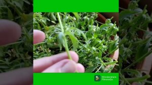 Ампельная Виола (Анютины глазки) . Стрижка и черенкование.