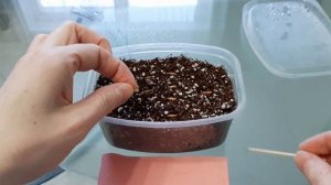 АДЕНИУМЫ DORSET HORN (Барашки). Секреты успешного выращивания из семян