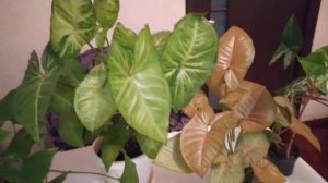 ЧТО ЛЮБИТ И ЧТО НЕ ЛЮБИТ СИНГОНИУМ