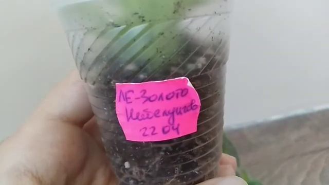 мої нові фіалочки/ ле масленица/ ле айседора спорт/ ле золото неболунговое смотреть онлайн