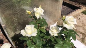 Роза Боинг (Boeing). Июнь.