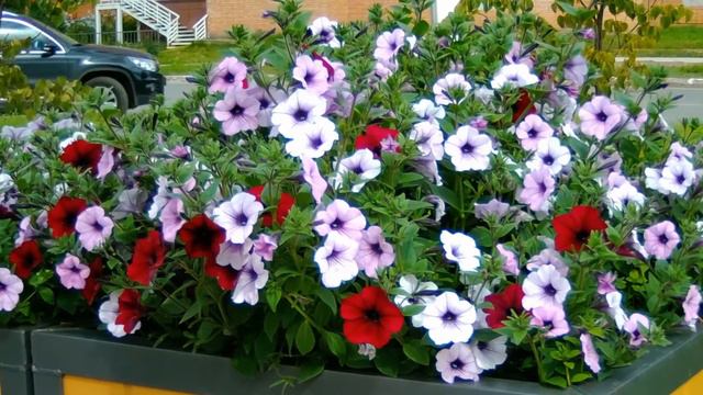 Глазов. Лето. Август смотреть онлайн