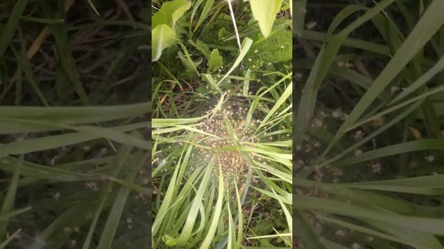 Гнездо пауков. Маленькие паучки. Мини тарантулы) смотреть онлайн