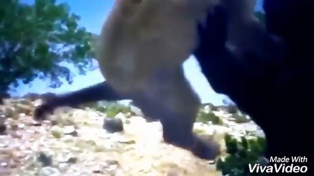 Американский лев 16 Shots смотреть онлайн