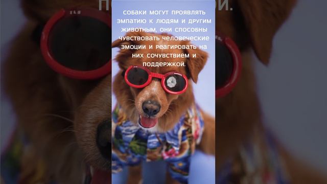 Факт о собаках.