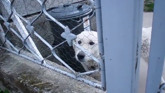 kuvasz(hungarian dog breed)/kuvasz (magyar kutyafajta) смотреть онлайн