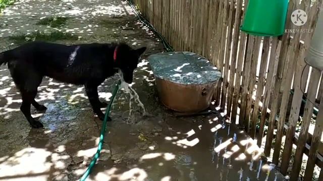 Позитивчик от Багиры. Багира помогает мыть двор. Багира и холодный душ.