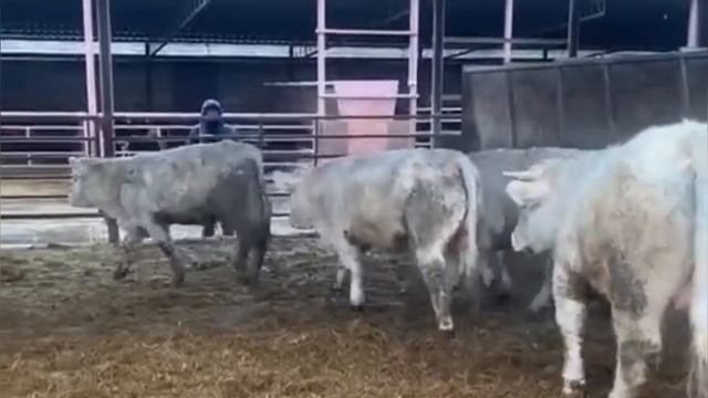 Быки Шароле. Быки на откорме. КРС. МЭЦ. КФХ. Быки и коровы.