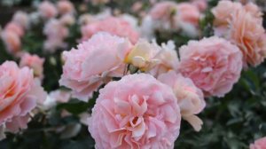 ザンガーハウザーユビレウムスローゼ　Sangerhauser Jubilaumsrose