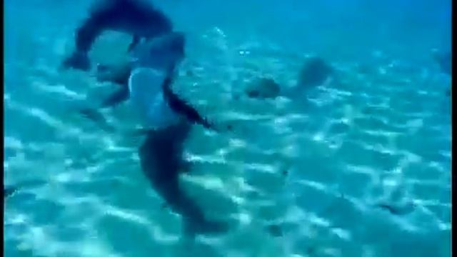 Documental De Delfines.