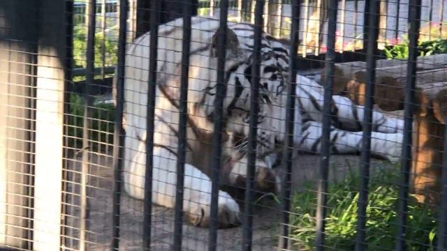 Белый Тигр Умывается Зоопарк Роев Ручей Красноярск White Tiger Washes Zoo Krasnoyarsk 4k смотреть онлайн