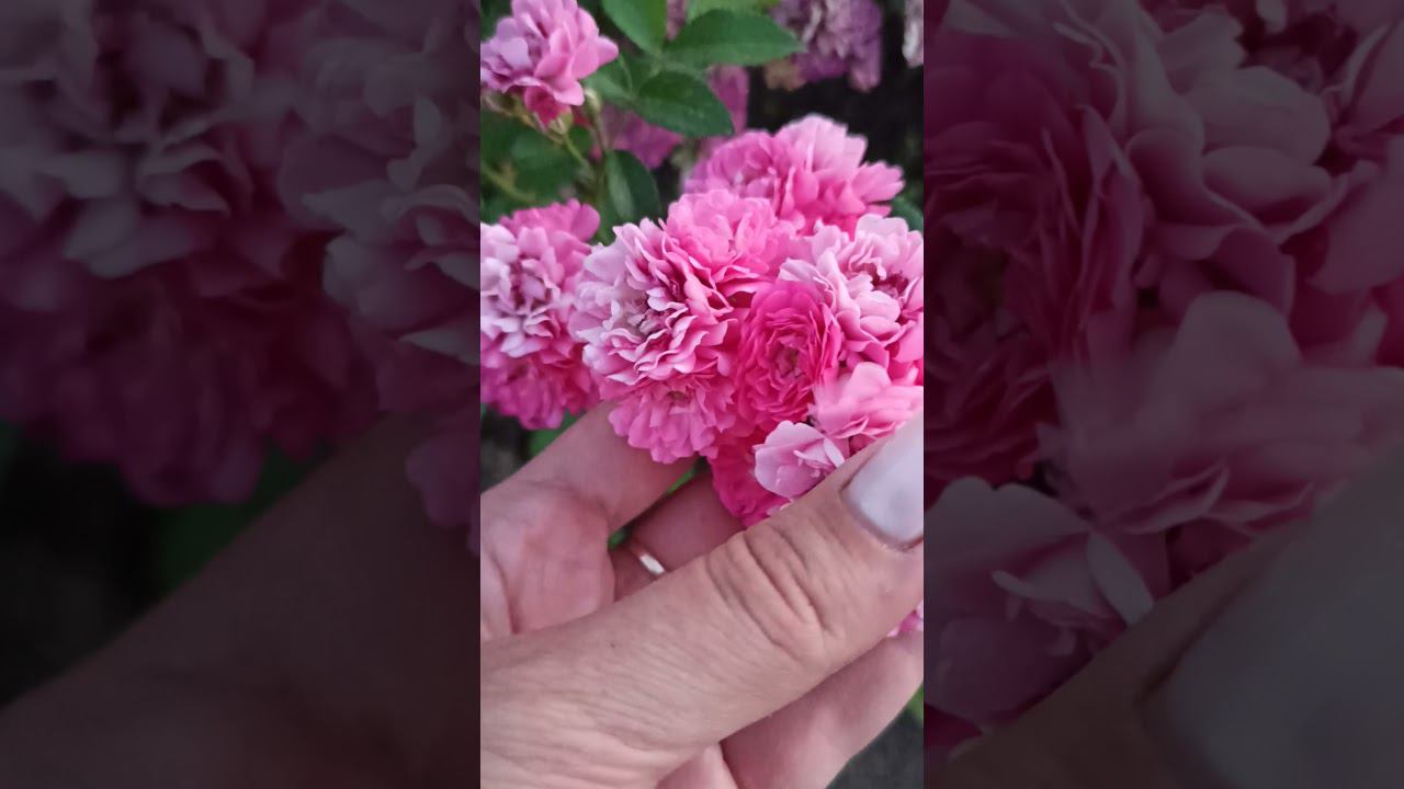 почвопокровные розы от rose_bushes161. rose-bushes.ru смотреть онлайн