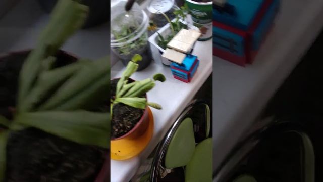 Смотреть цветок мухолов,дома смотреть онлайн