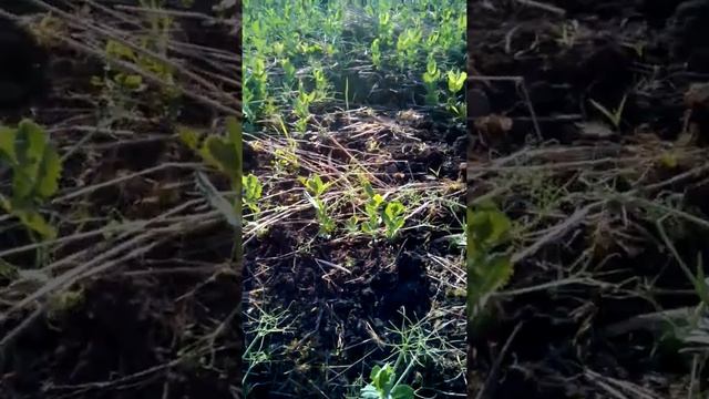 Горох в системе no-Till. Результат качественной обработки семян. смотреть онлайн