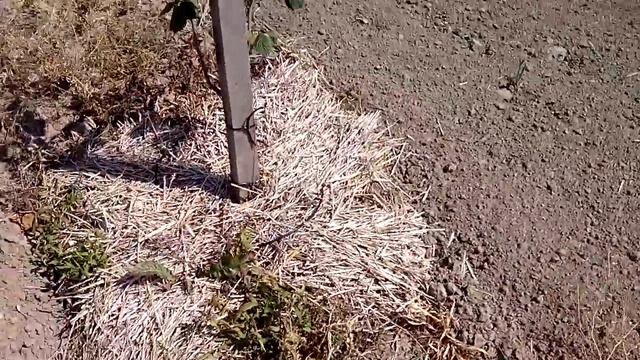 Батькив сад - посадка жимолости съедобной + маточник фундука смотреть онлайн