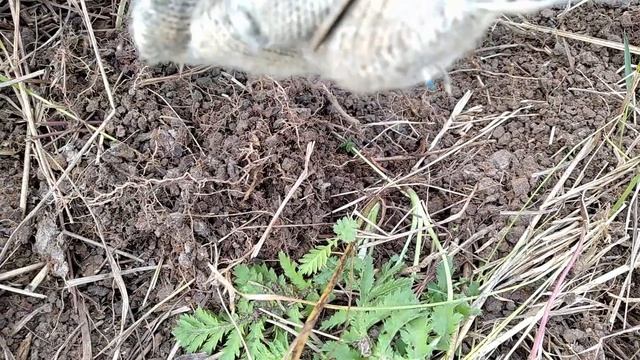 Нашли НЕВЫБИТОЕ поле!!!! Выкопали ПОДКОВУ НА УДАЧУ!!!! смотреть онлайн