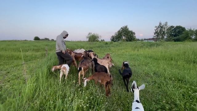 ПРИШЛО ВРЕМЯ ОГОРОДА! ПОЙМАЙ ПОРОСЕНКА, ЕСЛИ СМОЖЕШЬ! НАША ФЕРМА! ЖИЗНЬ ПРОСТЫХ ЛЮДЕЙ В ДЕРЕВНЕ! смотреть онлайн