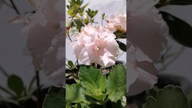 Azalea ? #pink #spring #love #flowers #pink #spring #summer #love #nature смотреть онлайн