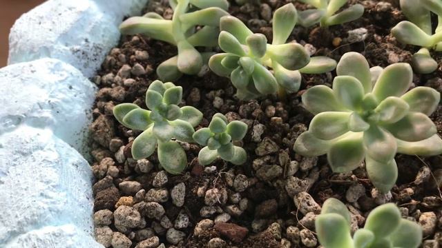 Mag-propagate tayo ng Mendozae + Sekreto ko bakit mabilis sila dumami? Caretips! смотреть онлайн