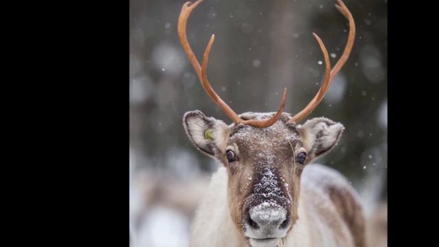 Rudolph the Red-Nosed Reindeer-accordion cover смотреть онлайн