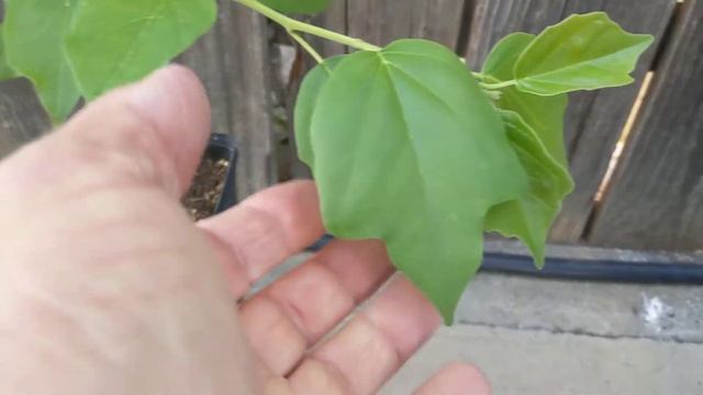 Сортовая кудрания, Che, Chinese mulberry, Maclura tricuspidata смотреть онлайн