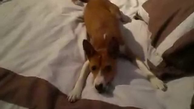 Basenji Playing On Bed смотреть онлайн