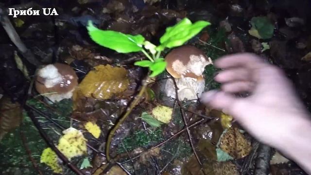 ТУТ Грибів Немає! Здесь грибов нет! Масовий Збір Білих Грибів в Березах! Белые Грибы 2023.Гриби 202 смотреть онлайн