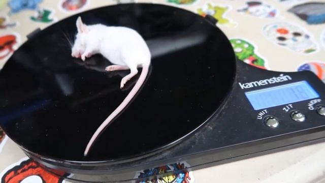 SUPER MOJAVE BALL PYTHON FEEDING (Refused) смотреть онлайн