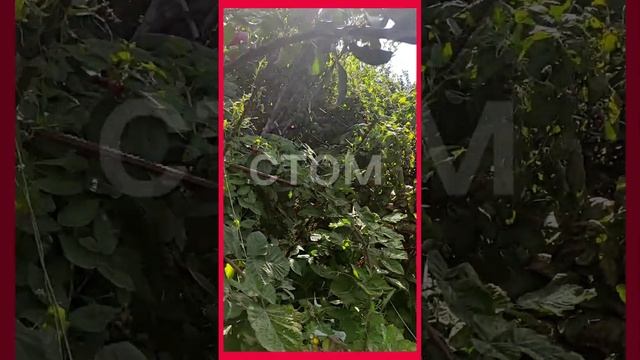 яблоня'Кримсон Крисп' смотреть онлайн