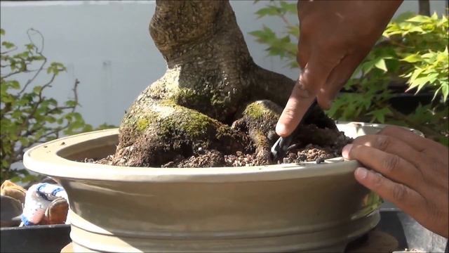 Bonsai Tiger Bark ficus retusa, Indoor Tree repotting & Summer Pruning | mikbonsai смотреть онлайн