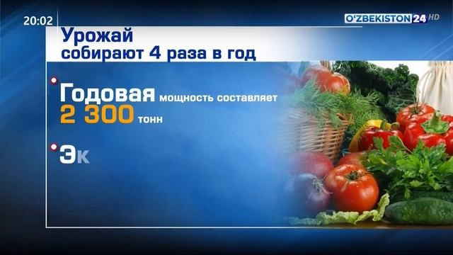 Экспорт фруктов и овощей, выращенных методом гидропоники в Сурхандарьинской области смотреть онлайн