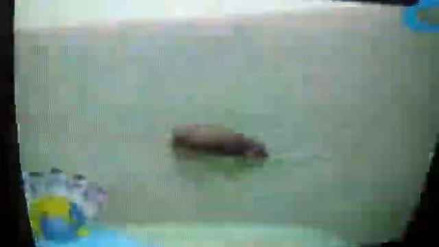 Чему учат детей: Земля вращается не в ту сторону смотреть онлайн