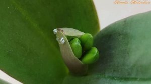 КАТТЛЕЯ. ЭТАПЫ РАЗВИТИЯ. #КАТТЛЕЯ для НАЧИНАЮЩИХ! ПОЧЕМУ КАТТЛЕЯ НЕ ЦВЕТЕТ, ПОЧЕМУ НЕ РАСТЕТ! ?