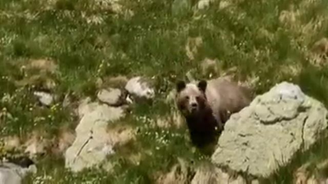 ЧП. МЕДВЕДЬ ЗАДРАЛ ТУРИСТА, СНИМАВШЕГО ЕГО НА КАМЕРУ. КАКОЙ УЖАС. ЖАЛЬ МУЖЧИНУ смотреть онлайн