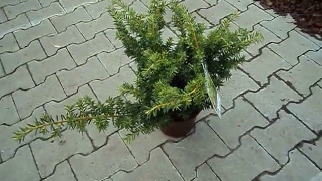 Taxus baccata Summergold смотреть онлайн