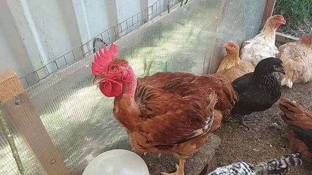 Куры в 3 месяца// Что только не бывает смотреть онлайн