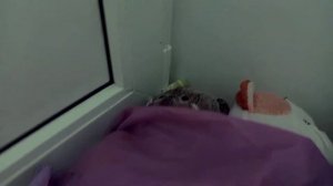 Басики поехали в лагерь на поезде!😲В какие группы они попали!?/Басикт тв/лагерь🐱👍
