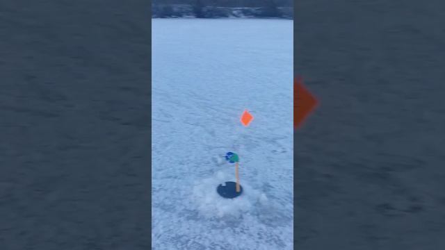 щуки рвут стольные поводки рыбалка зимой на жерлицы смотреть онлайн