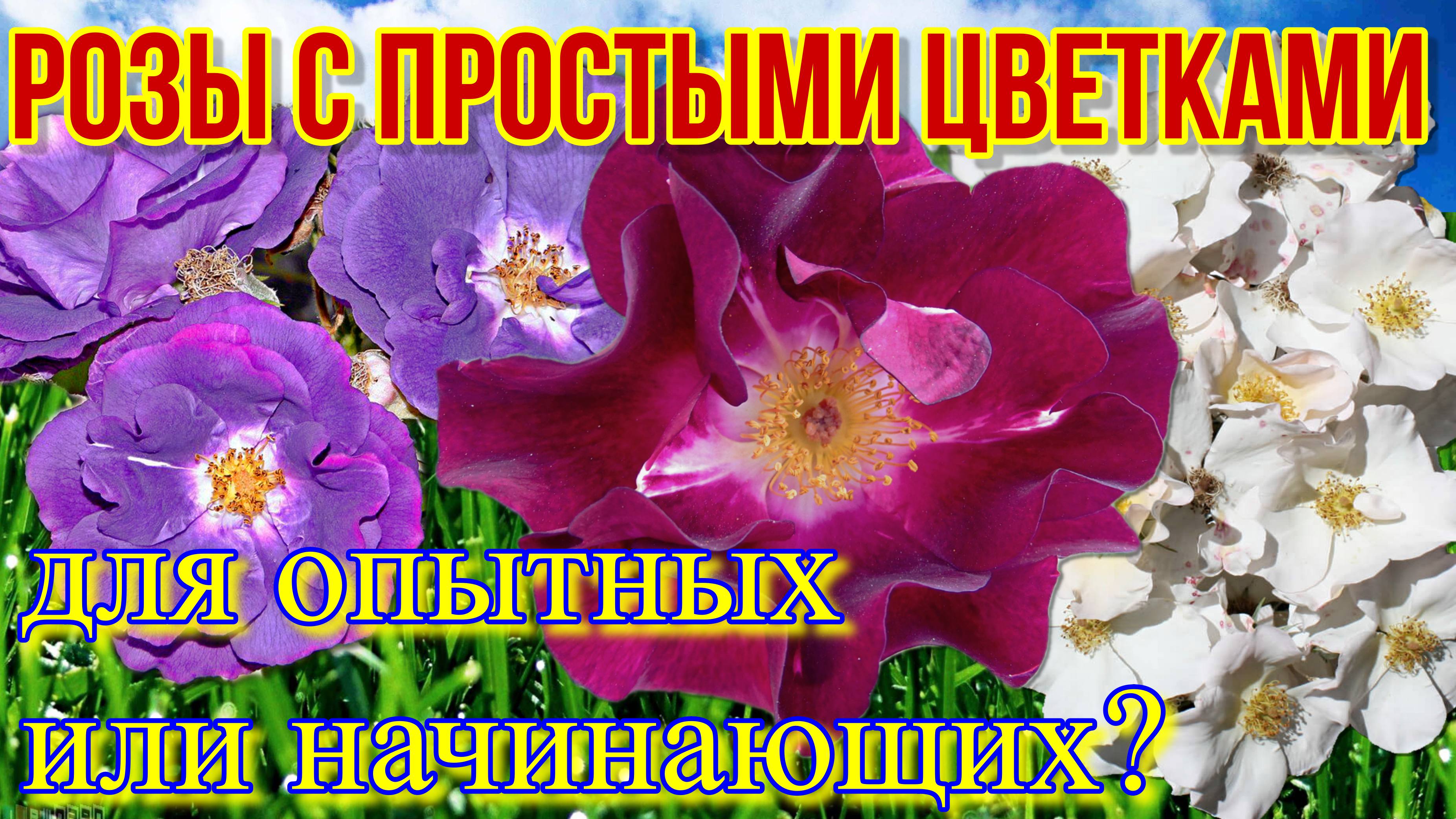 Розы с простыми цветками. Герцогиня Фридерика и другие немахровые сорта роз. смотреть онлайн