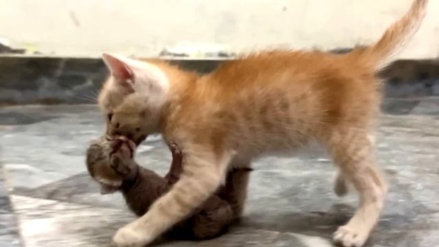 Котенок принес подкидыша и положил к кошке. Дальше произошло невероятное❗ смотреть онлайн