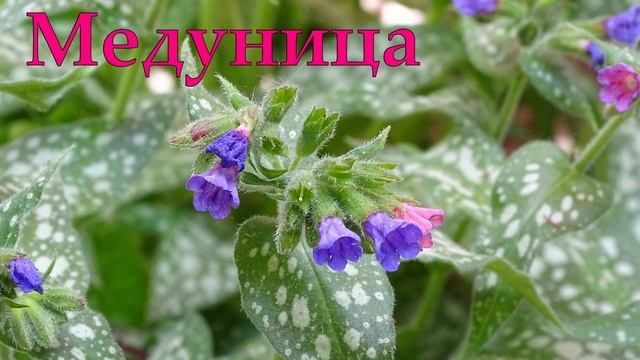 ЧТО ЛУЧШЕ ПОСАДИТЬ В ТЕНИ? 10 САМЫХ ТЕНЕВЫНОСЛИВЫХ РАСТЕНИЙ ? смотреть онлайн