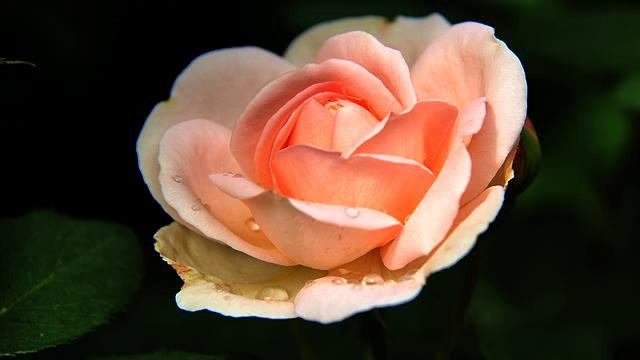 Лучшая новинка радио дача онлайн смотреть онлайн