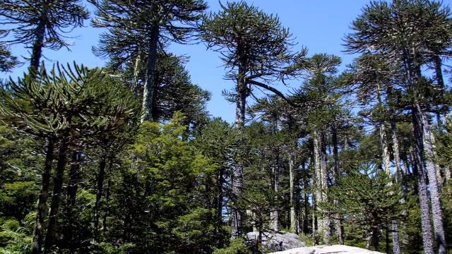 Undeaf: Araucaria Woodlands (From Journey to the Aptian Age) смотреть онлайн