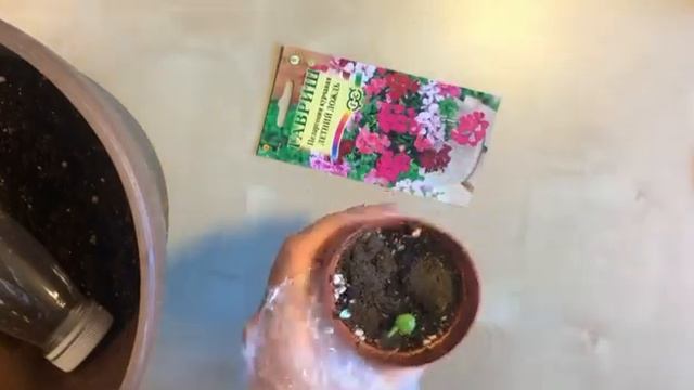 Пеларгония курчавая плющелистная из семян смотреть онлайн