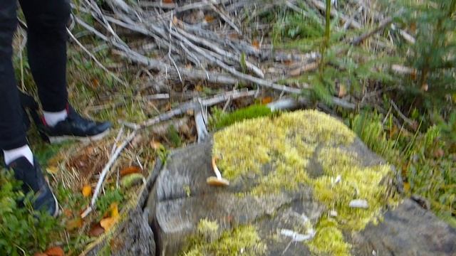 Maślanka łagodna смотреть онлайн