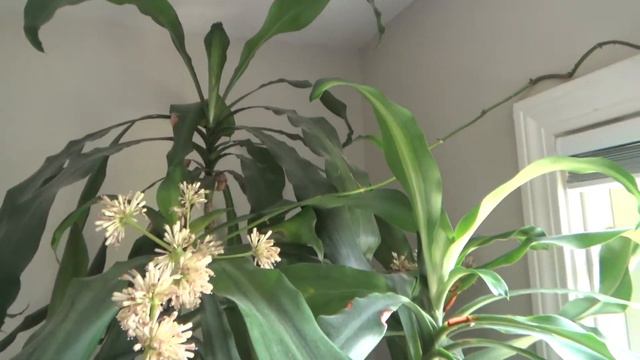 Dracaena Fragrans Corn Plant Blooms смотреть онлайн