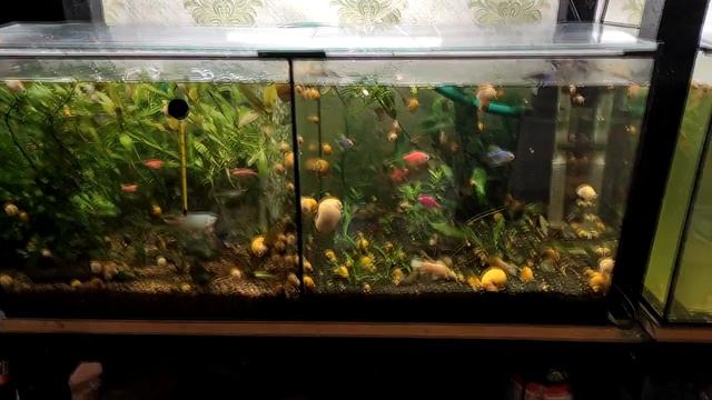 Покровные стёкла и рыбёшка ... смотреть онлайн