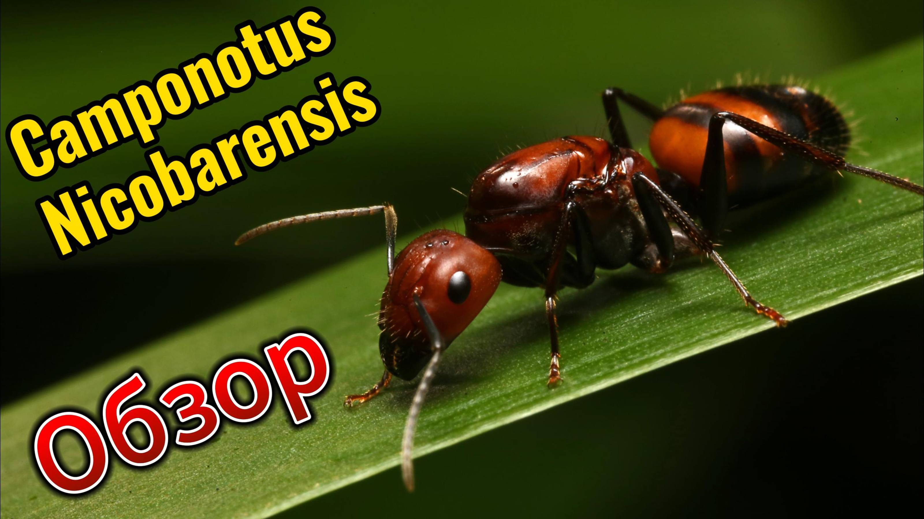МУРАВЬИНАЯ ФЕРМА. Camponotus nicobarensis #1. Обзор